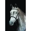 2022 Collegiate Hunt Cavesson Bridle IV 800800 - Black Colour Black -Harness Store 202220Collegiate20Hunt20Cavesson20Bridle20IV20800820 20Black20Main.700x700