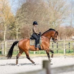 2023 PS Of Sweden Signature Dressage Saddle Pad 1110-040 - Olive Colour Olive -Harness Store 6077 202320PS20Of20Sweden20Signature20Dressage20Saddle20Pad201110 04020 20Olive20Lifestyle.700x700