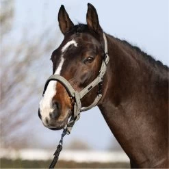 2023 HV Polo Francis Headcollar 1601093450 - Dark Oil Green 7 2023 HV Polo Francis Headcollar 1601093450 - Dark Oil Green -Harness Store 6938 202320HV20Polo20Francis20Headcollar20160109345020 20Dark20Oil20Green203.700x700