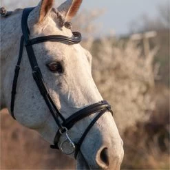 2023 Henry James Saddlery Comfort Flash Bridle HJ-BR-02 - Black Colour Black 7 2023 Henry James Saddlery Comfort Flash Bridle HJ-BR-02 - Black Colour Black -Harness Store 6996 202320Henry20James20Saddlery20Comfort20Flash20Bridle20HJ BR 0220 20Black203.700x700