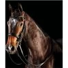 2022 Collegiate Comfitec Weymouth Bridle - Black -Harness Store Collegiate Comfitec Weymouth Bridle Black.700x700